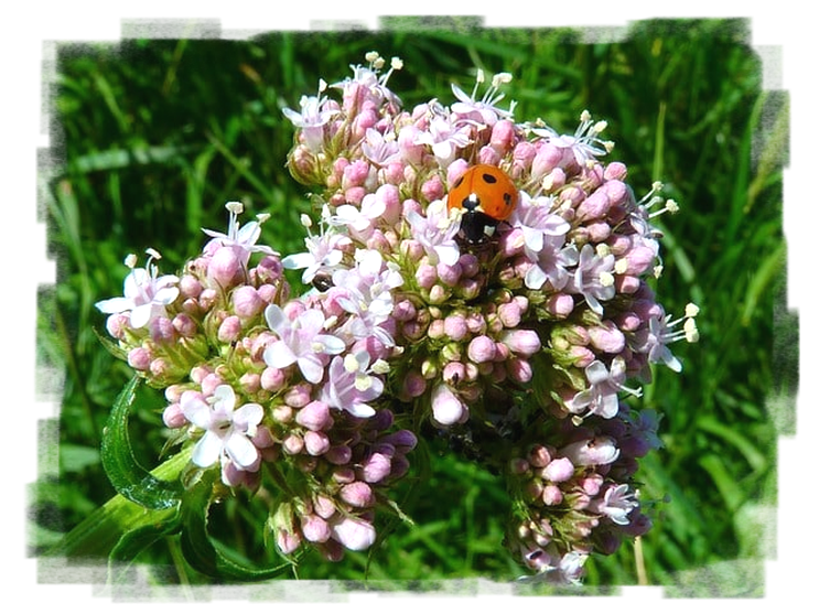 Löwenzahn Pusteblume
