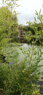 kleiner Teich mit Oberflächenbewuchs